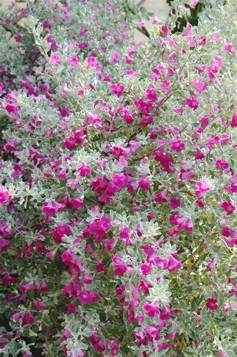 芙蓉如何照顧|紅花玉芙蓉的栽培照護方法